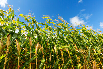 Corn field, corn on the cob. Selective Focus