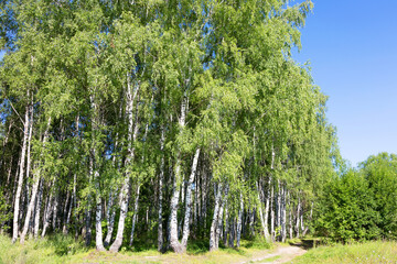 Authentic beautiful summer landscape birch grove on a clear sunny day