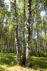 Obraz premium Authentic beautiful summer landscape birch grove on a clear sunny day