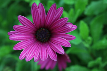 Obraz premium Purple African daisy flower