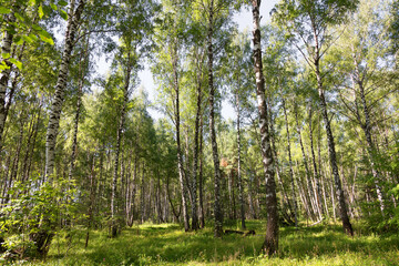 Authentic beautiful summer landscape birch grove on a clear sunny day