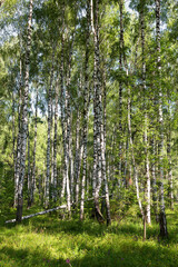 Fototapeta premium Autentyczny piękny letni krajobraz brzozowy gaj w pogodny, słoneczny dzień