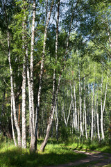 Authentic beautiful summer landscape birch grove on a clear sunny day