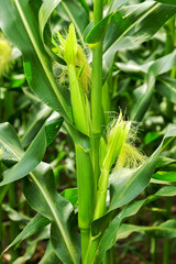 Obraz premium Corn field, corn on the cob. Selective Focus