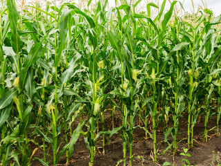 Corn field, corn on the cob. Selective Focus