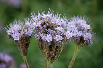 Purple fiddleneck flowers