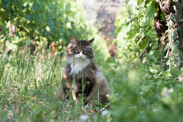 beautiful white and brindle kitten among the rows of the vineyard in Spring