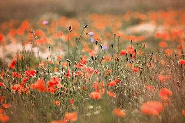 Mohnblumenfeld