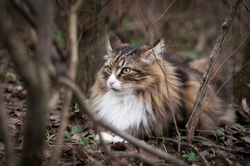 Naklejka na ściany i meble beautiful Norwegian forest cat white and brindle taken outdoors, with the typical colors of the undergrowth.