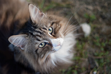 beautiful white and brindle norwegian forest cat shot from above looking at the camera outdoors.