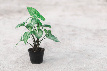 Fresh green arrowhead vine plant (Syngonium podophyllum) in black pot