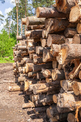Freshly cut tree wooden logs piled up on the ground. Deforestation forest for Industrial production. Felled tree trunks and Firewood cut logs stacked prepared.