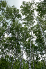 Authentic beautiful summer landscape birch grove on a clear sunny day