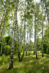 Authentic beautiful summer landscape birch grove on a clear sunny day