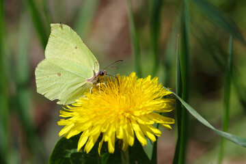 kleiner gelber zitronenfalter auf gelber blüte