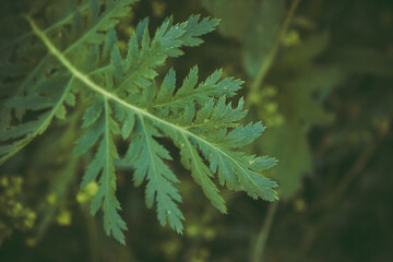 Close-up of fresh green foliage, blade of plant macro
