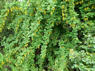 green ivy on wall