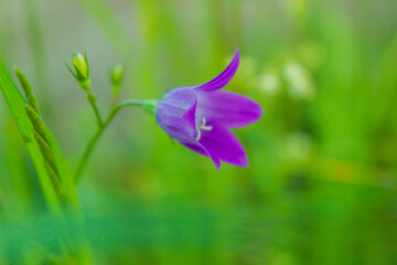 Obraz na płótnie Canvas Wild purple flower bell in macro.