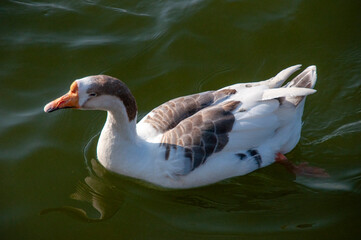 Naklejka na ściany i meble ducks are swimming on the nakki lake of mount abu