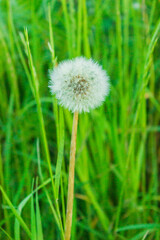White dandelion seeds on natural blurred green background, close up. White fluffy dandelions, meadow. Summer, spring, nature. Field, floral.