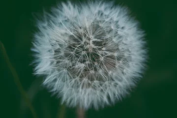 Abwaschbare Fototapete White dandelion seeds on natural blurred green background, close up. White fluffy dandelions, meadow. Summer, spring, nature. Field, floral. © abigasha