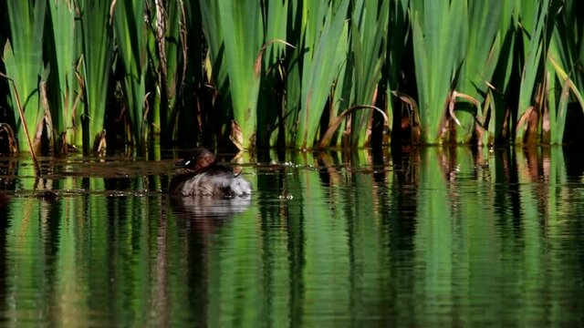 Little Grebe on the water in his environment. His Latin name is Tachybaptus ruficollis.