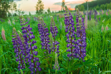 Blooming Lupine Flowers. A Field Of Lupines. Colorful Summer Flower Background.