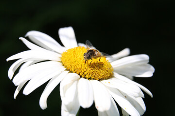 Hover fly on a white Shasta daisy flower, Leucanthemum x superbum on a natural dark background, close-up.