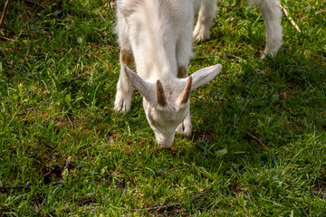 Obraz premium Small white domestic goat grazing