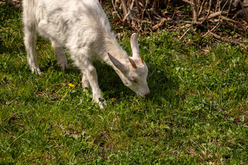 Small white domestic goat grazing, close up