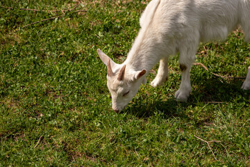 Fototapeta premium Small domestic goat grazing