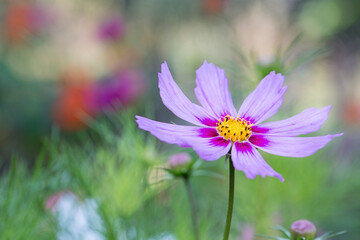 Fototapeta premium Cosmea Flower Close Up And Blurry Background