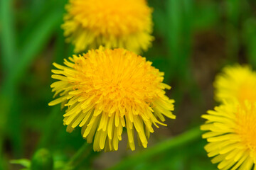 yellow dandelion flower in spring on a bright sunny day on a background of green grass