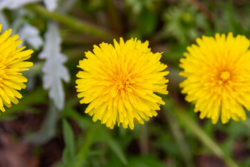 yellow dandelion flower in spring on a bright sunny day on a background of green grass
