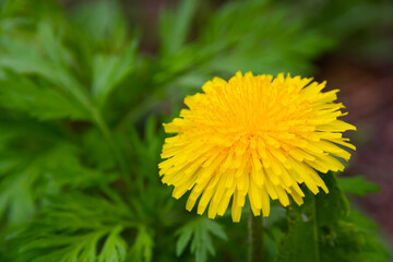 yellow dandelion flower in spring on a bright sunny day on a background of green grass