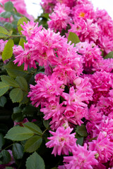 flower garden with amazing pink flowers