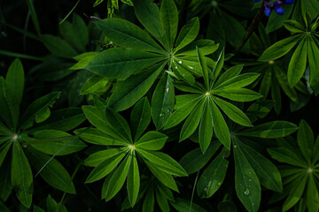 green leaves on a black background, rain drops on green leaf