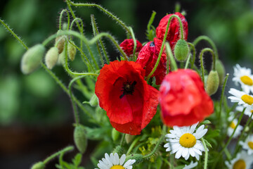 red poppy flowers