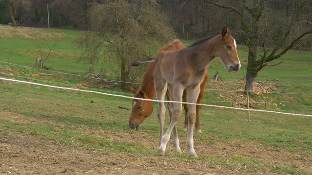 CLOSE UP: Frisky brown-colored filly and her mother graze in an enclosed grassfield near the woods. Adorable shot of a newborn horse and its mother together in a large pasture in tranquil countryside.