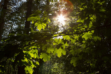 The sun shines brightly through green leaves and maple branches in a forest or park. Forest summer landscape in deciduous forest.