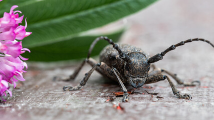 large black mustache beetle, macro
