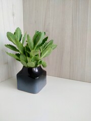 Modern minimalistic template with kalanchoe sedum in small gray black ceramic vase on light background. Modern home decor. Interior design. Home decoration. Gardening home.