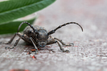 large black mustache beetle, macro