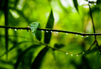water drops on a bamboo
