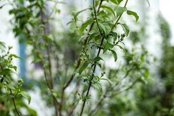 branches with buds