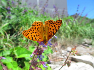 Butterfly Argynnis adippe on Mount Mashuk in Pyatigorsk