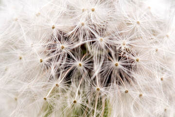 Obraz na płótnie Canvas fluffy dandelion closeup background