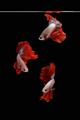 Photo collage flaying and dancing betta siamese fighting fish on a water isolated on black background (Halfmoon Rosetail Mascot Red Dragon type)