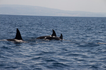 Fototapeta premium Orcas in the water