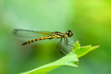 Close up yellow dragonfly on leaf.